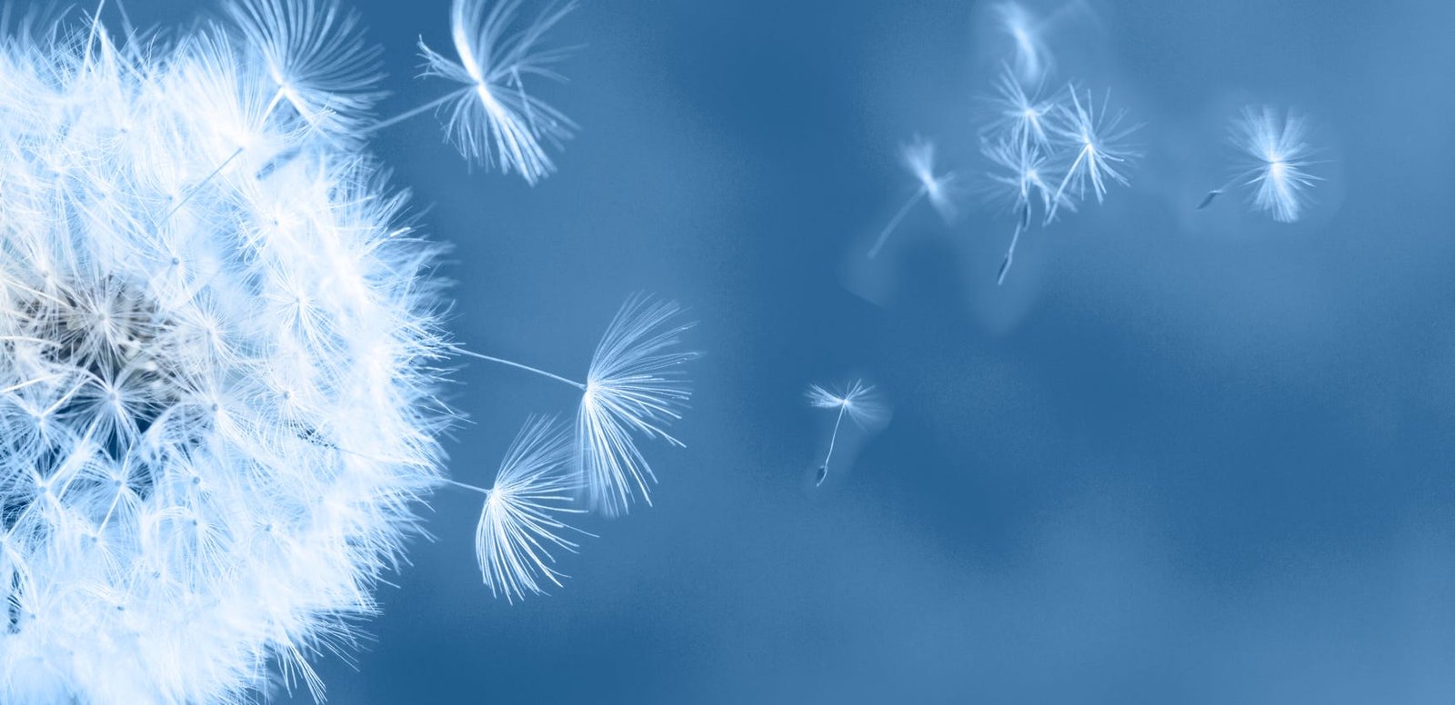 Pusteblume