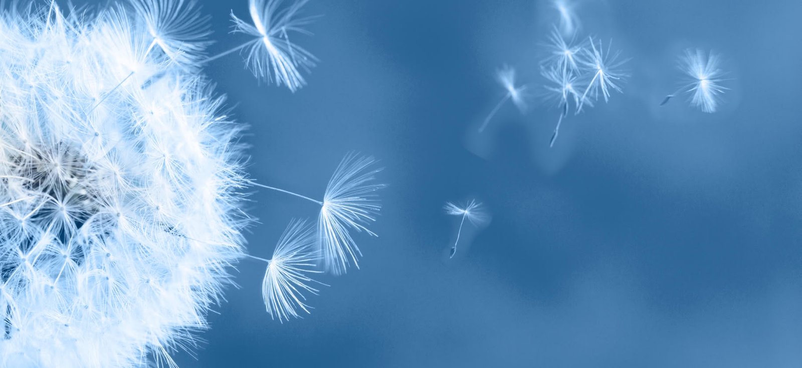 Pusteblume
